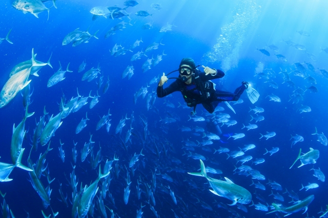 Buceando entre banqueta de peces