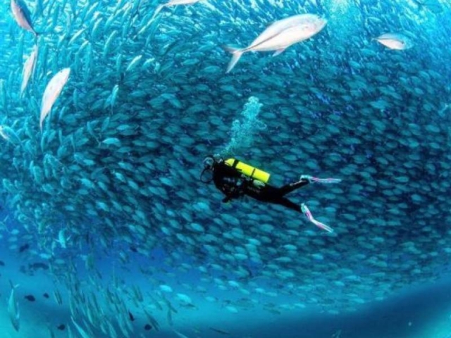 Escuela de buceo