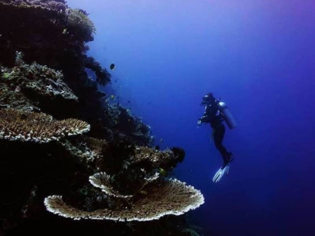 Buzo en arrecife de coral
