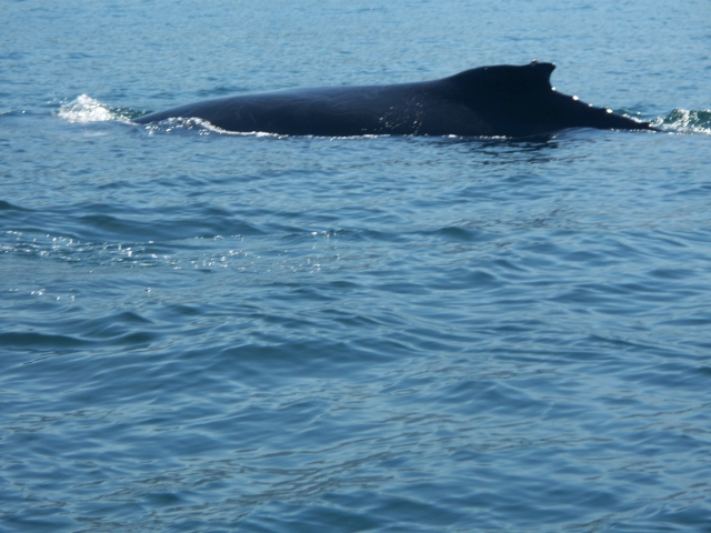 Explicacionererererereres y aprendizaje