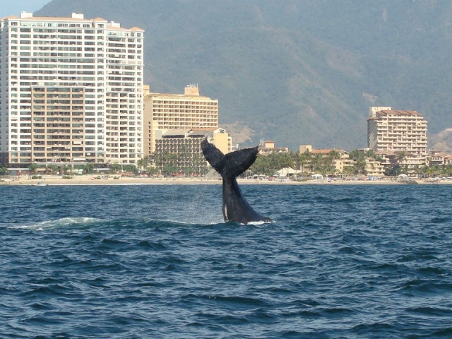 Ballena Jorobada enfrente de Puerto Vallarta