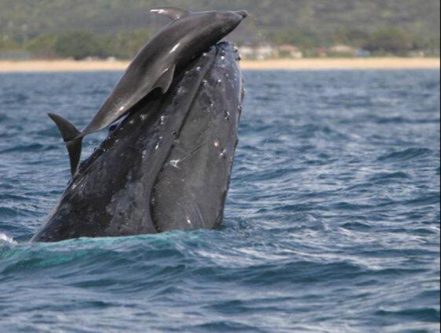 Ballena Y Delfin
