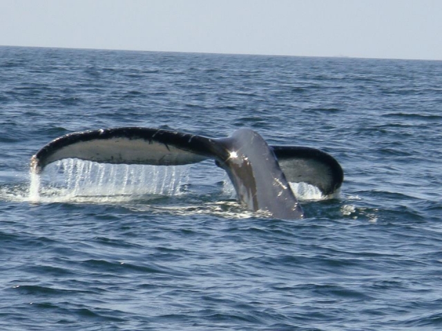 Aleta caudal ancha de 12 piererererereres