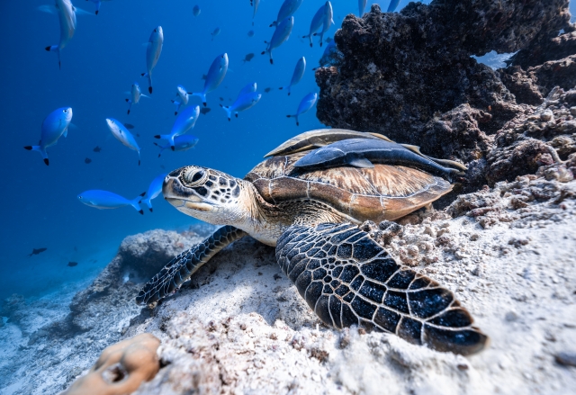 tortugas marinas en arrecife