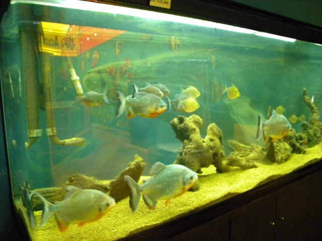acuario