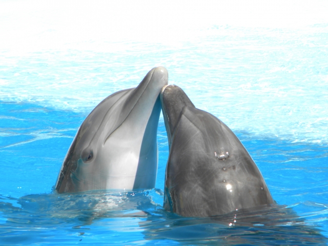 beso de delfineres