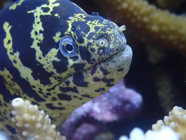 Pecererererereres en arrecife