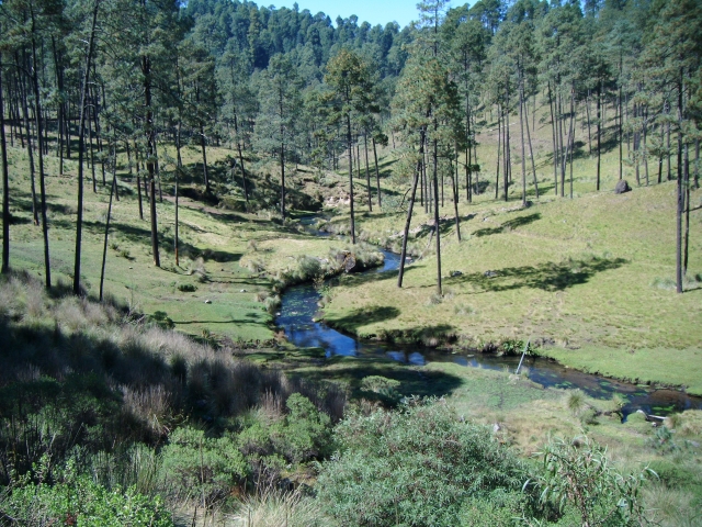 Rios y bosques