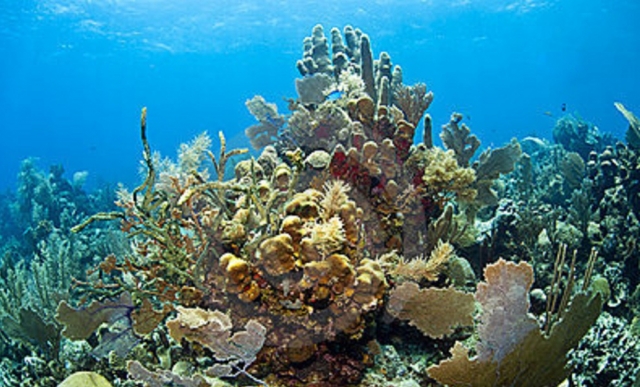 Arrecifes del Caribe