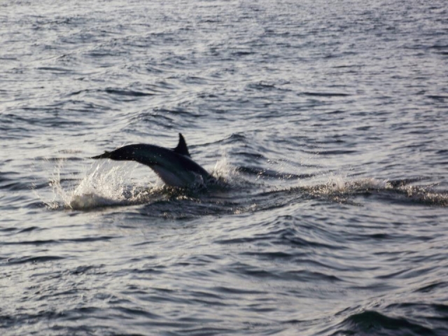 cola de delfin