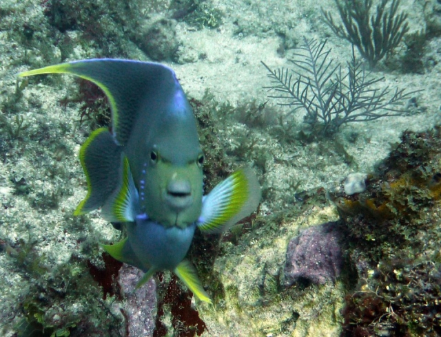 Peces tropicales