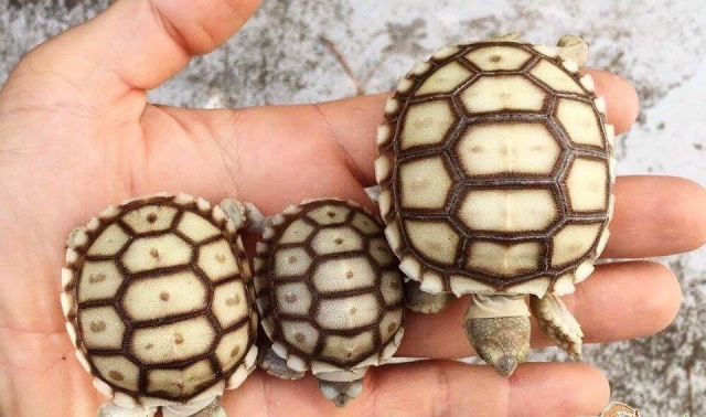 Conoce las tortugas