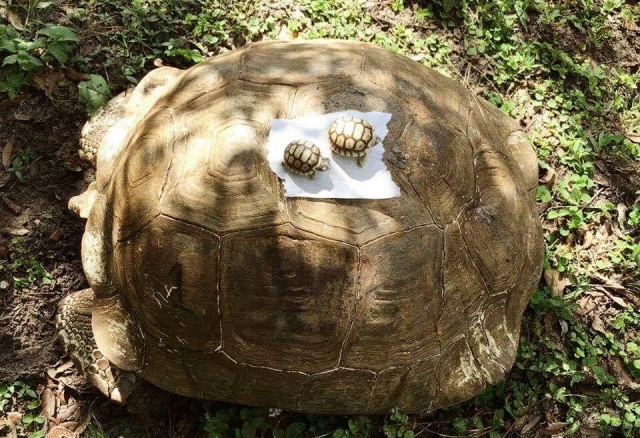 Viendo a todos los animales