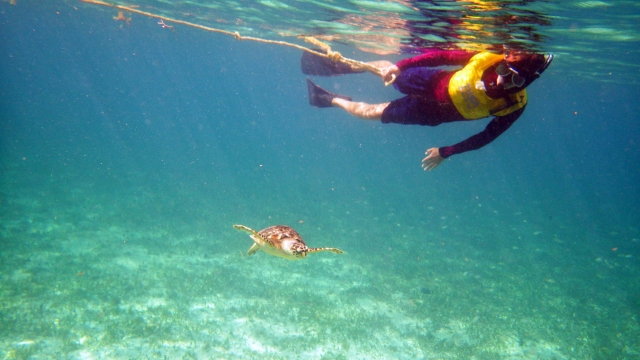 Snorkel
