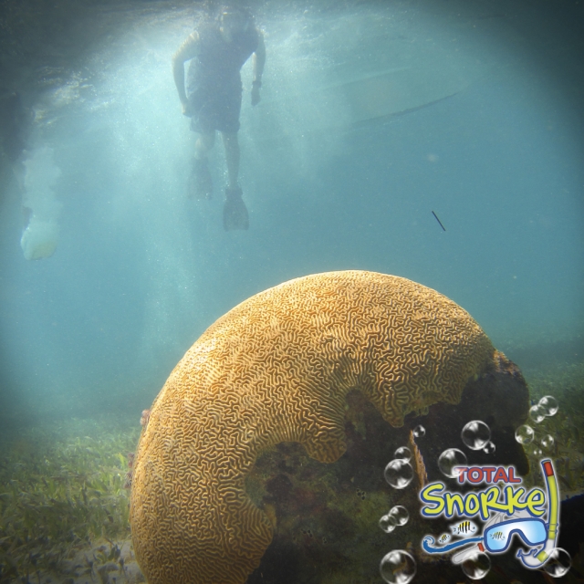 Snorkel cancun freedom