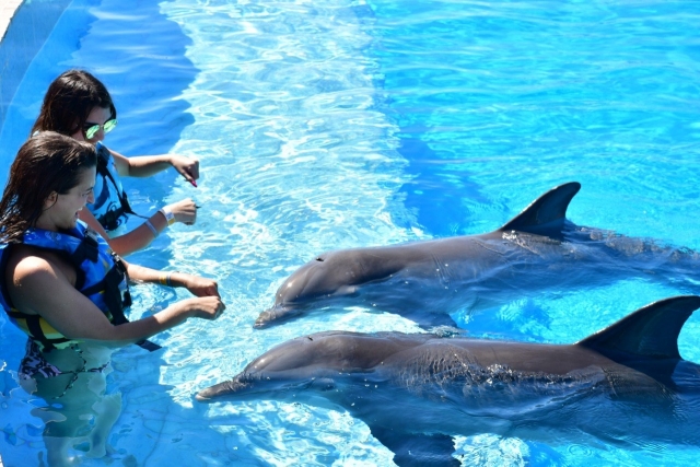 Iniciando en encuentro con delfines