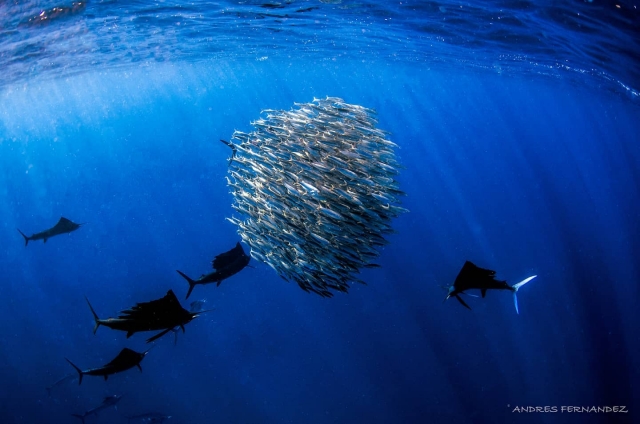 Grupos de peces