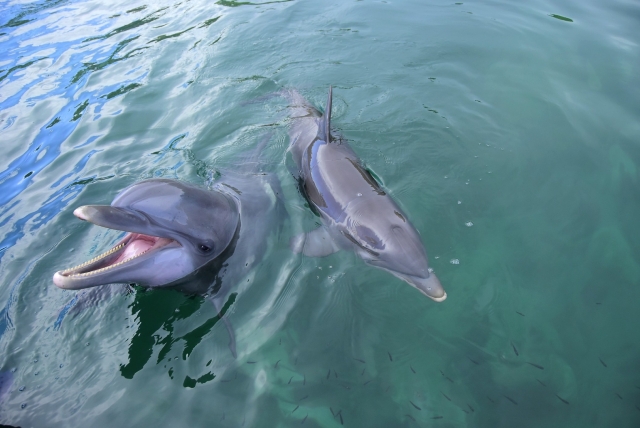 Experiencia con delfines