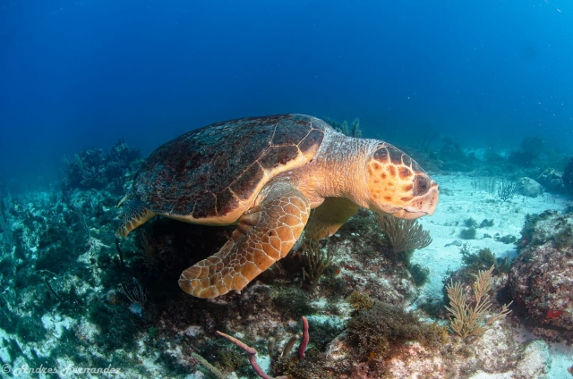 Tortugas marinas