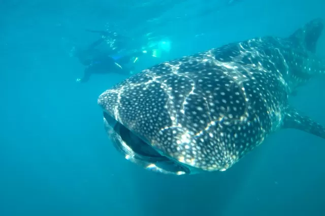 Visita guiada snorkel con tiburón ballena en Los Cabos 12 h