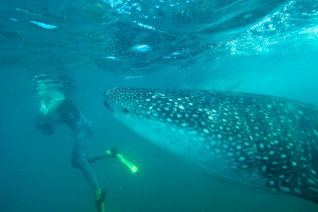 Tiburon ballena