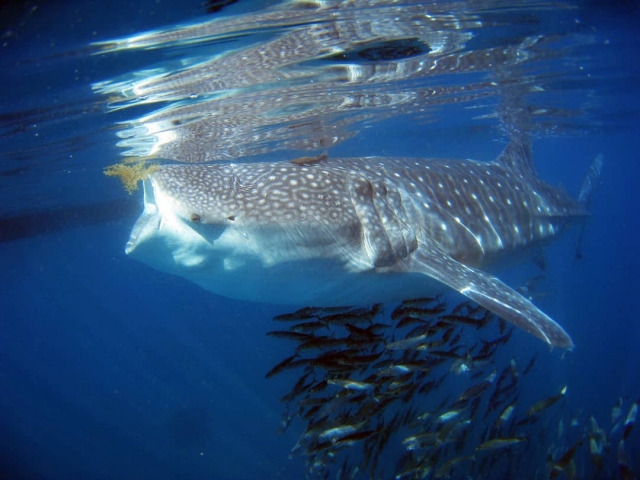 Tiburón ballena