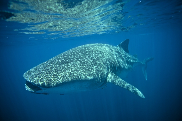Sumergido con tiburón ballena