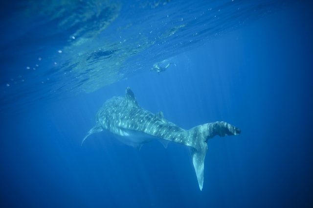 Encontrando tiburonereres ballena