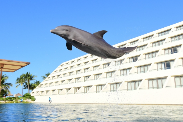 Salto delfin