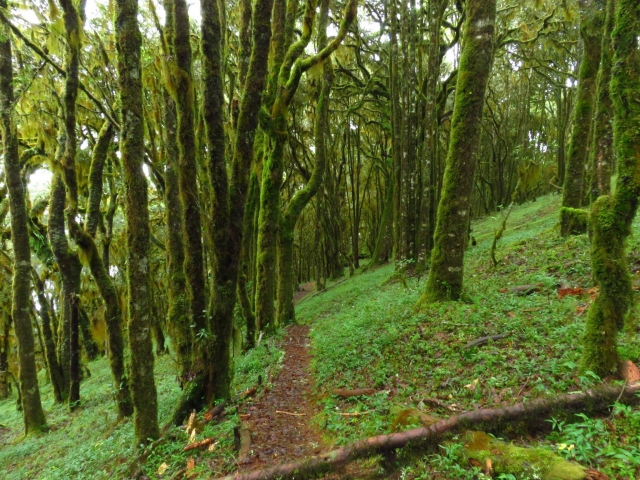 Bosque verde