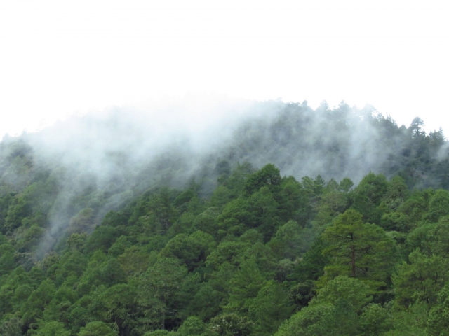 Niebla sobre el bosque