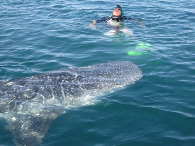 Gran expedicion de snorkel.