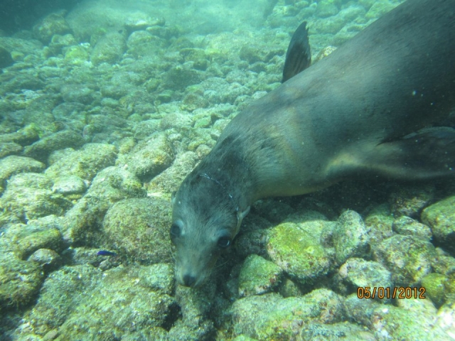 Snorkel en 2bahias