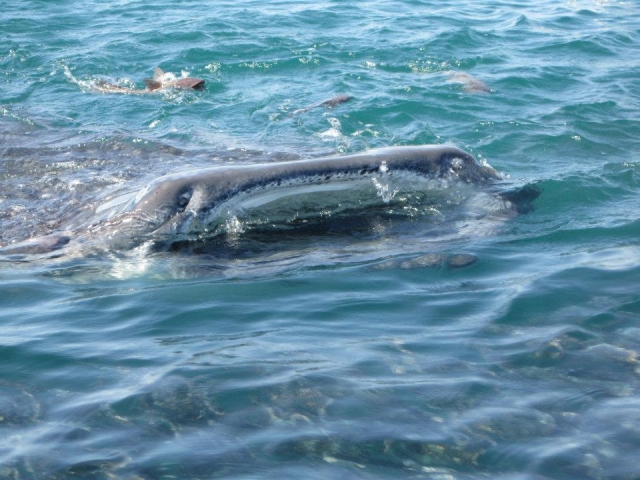 Snorkel excursiones