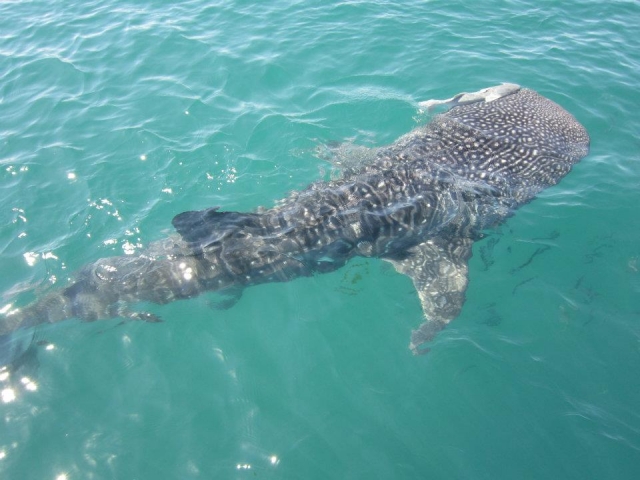 snorkel con tiburon