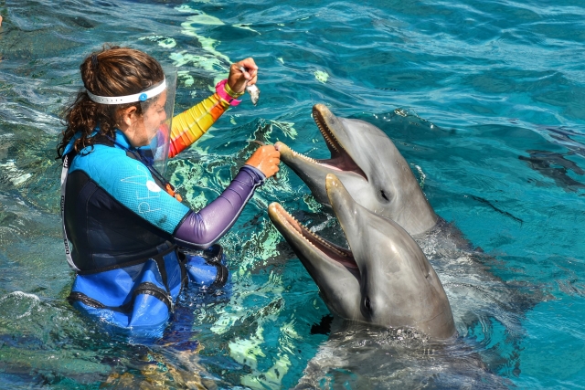 Alimentando delfineres