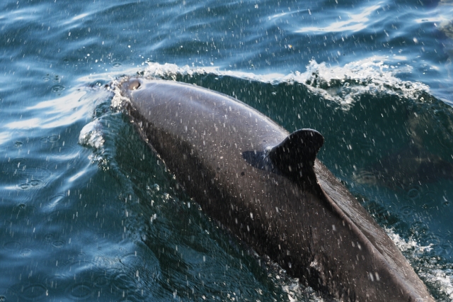 delfines nariz de botella