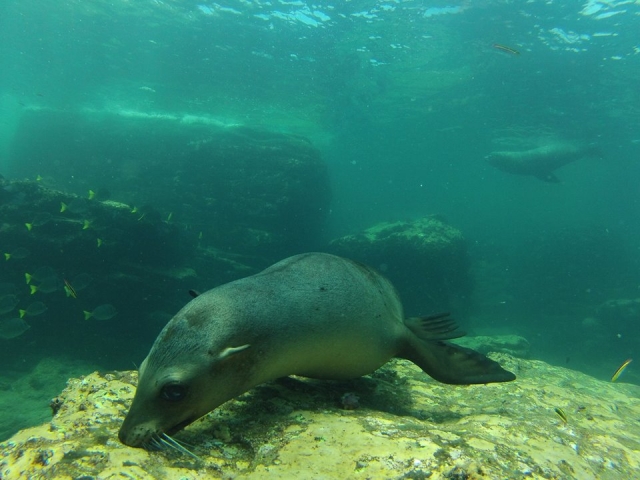 Snorkel con lobos marinos