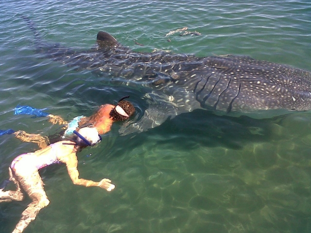 Snorkel con tiburon ballena