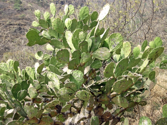 Vegetación desértica