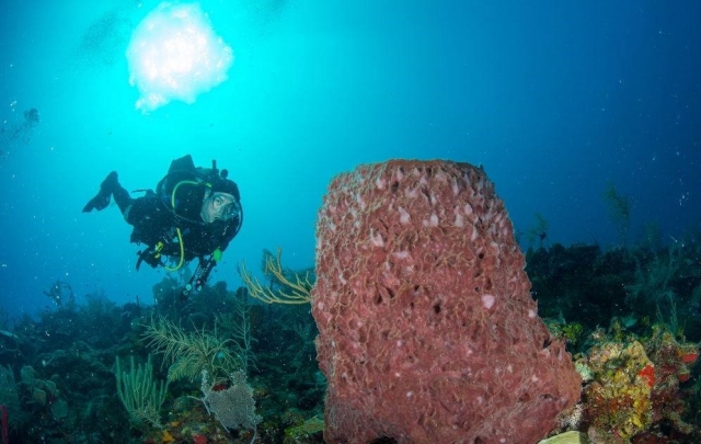 Descubre el mundo marino 