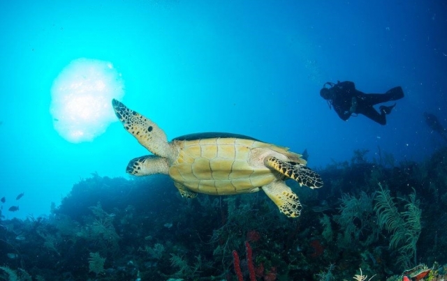 Certificación de buceo en 4 días en Mahahual