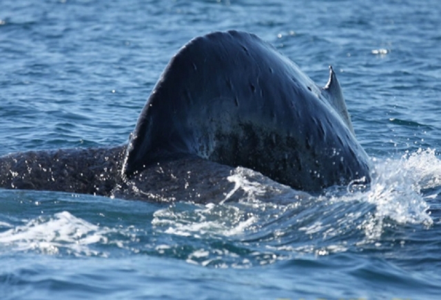 Cola de ballena Cola de ballena