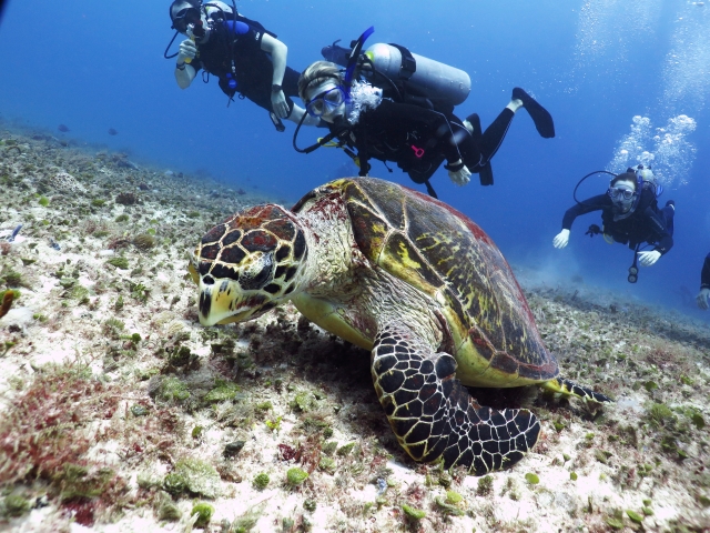Fauna marina del Caribe Mexicano 