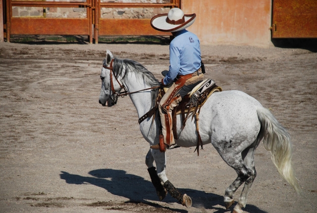 Demostracionererererereres ecuestres