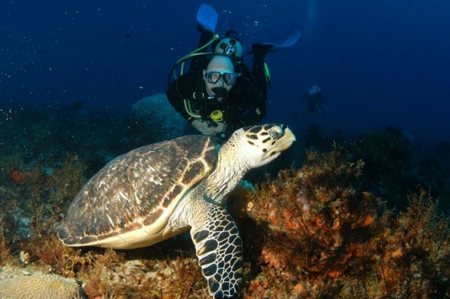 Descubre la fauna marina de noche 