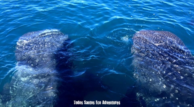ballenas.