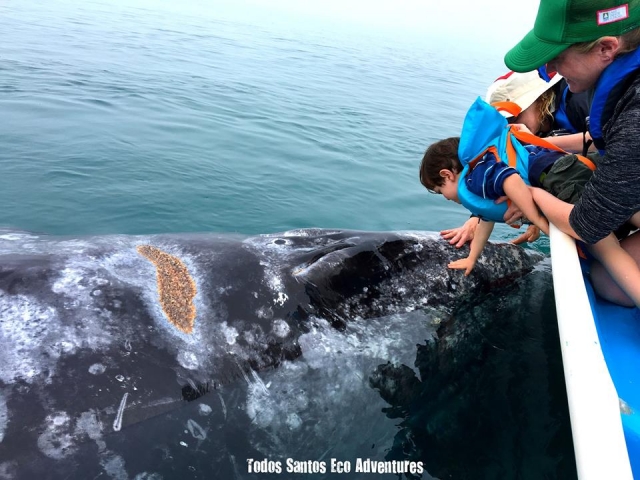 el peque sam conoce por primera vez a una ballena