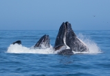 Visita guiada de avistamiento de ballenas en Todos Santos