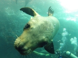 Snorkel con Tiburón Ballena y Leonereres Marinos